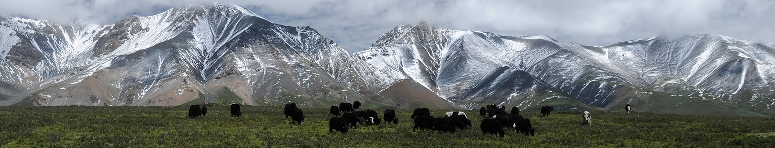 Yaks grasen in einer grünen Hochlandwiese vor schneebedeckten Himalaya-Bergen in Tibet, China